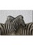 Yanyana Bir Çift Zebra 255 Parça Puzzle Yapboz Mdf (Ahşap) 1