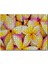 Caka Tablo Cakapuzzle Sarı Plumeria Çiçekleri 1000 Parça Puzzle Yapboz Mdf(Ahşap) 1