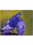 Dalda Sarılan Iki Güvercin 120 Parça Puzzle Yapboz Mdf (Ahşap) 1