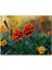 Cakapuzzle Turuncu Karanfil Çiçeği Görseli 1000 Parça Puzzle Yapboz Mdf(Ahşap) 1