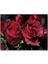Kırmızı Güller ve Çiy Damlaları 120 Parça Puzzle Yapboz Mdf (Ahşap) 1