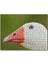 Mavi Gözlü Kaz Yakın Plan 120 Parça Puzzle Yapboz Mdf (Ahşap) 1