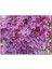 Cakapuzzle Mor Orkideler Görseli 500 Parça Puzzle Yapboz Mdf (Ahşap) 1