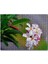 Cakapuzzle Beyaz Sarı Plumeria Çiçeği Görseli 500 Parça Puzzle Yapboz Mdf (Ahşap) 1