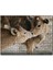 Cakapuzzle Koklaşan Kahverengi Buzağılar Görseli 120 Parça Puzzle Yapboz Mdf (Ahşap) 1