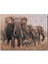 Cakapuzzle Doğada Fil Ayleleri Kuşlar Görseli 120 Parça Puzzle Yapboz Mdf (Ahşap) 1