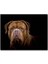 Cakapuzzle Bulldog Yakın Çekim Karanlık Arkaplan 255 Parça Puzzle Yapboz Mdf (Ahşap) 1