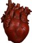 Anatomik Kalp Vazo Reçine Heykeli Saksı Süs Kırmızı 15X10.5X21 cm (Yurt Dışından) 1