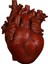 Anatomik Kalp Vazo Reçine Heykeli Saksı Süs Kırmızı 15X10.5X21 cm (Yurt Dışından) 2