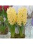 Hyacinthus Yellow Stone Sümbül Soğanı (3 Adet) 1