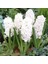 Hyacinthus Aiolos Beyaz Sümbül Soğanı (3 Adet) 1