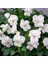 Violet Cornuta White Menekşe Çiçeği Tohumu (100 Tohum) 1