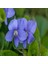 Violet Osirus Blue Menekşe Çiçeği Tohumu (100 Tohum) 1