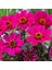 Mor Renkli Bodur Mignon Purple Dahlia Çiçeği Tohumu (80 Tohum) 1