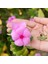 Soft Pink Vinca Roseus Rozet Çiçeği Tohumu (20 Tohum) 1