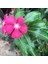 Deep Rose Vinca Roseus Rozet Çiçeği Tohumu (20 Tohum) 1