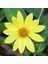 Sarı Renkli Bodur Mignon Yellow Dahlia Çiçeği Tohumu (80 Tohum) 1