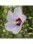 Süt Beyazı Hibiscus Çiçeği Tohumu (20 Adet) 1