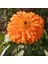 Katmerli Turuncu Double Orange Calendula Aynısafa Çiçeği Tohumu (50 Tohum) 1