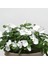 Pure White Vinca Roseus Rozet Çiçeği Tohumu (20 Tohum) 1