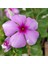 Little Pink Vinca Roseus Rozet Çiçeği Tohumu (20 Tohum) 1