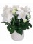 Beyaz Renkli Balon Çiçeği Tohumu White Platycodon (100 Tohum) 1