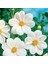 Beyaz Renkli Bodur Mignon White Dahlia Çiçeği Tohumu (80 Tohum) 1