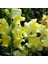 Sarı Aslanağzı Antirrhinum Braun-Blanquetii Tohumu(20 Tohum) 1