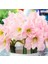 Tropaeolum Single Apricot Latin Çiçeği Tohumu (10 Adet) 1