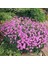 Dianthus Kır Pembesi Çiçeği Tohumu(50 Adet) 1