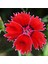 Dianthus Superbus Red Bol Kokulu Karanfil Çiçeği Tohumu (100 Adet) 1