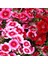 Dianthus Heddewigii Baby Doll Karanfil Çiçeği Tohumu (100 Adet) 1