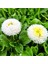 Bellis Perennis Beyaz Ponpon Ingiliz Çayır Papatyası Çiçeği Tohumu (100 Tohum) 1