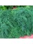 Toros Meltemi Dere Otu Tohumu (10 Gram) 1