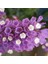 Limonium Sinuatum Lilac Lavender Deniz Lavantası Tohumu (30 Tohum) 1