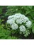 Şifali Boneset Çiçeği Tohumu (50 Tohum) 1