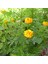 Soğuklara Dayanıklı Katmerli Yellow Beauty Geum Çiçeği Tohumu (20 Tohum) 1