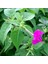 Violet Pink Akşam Sefası Çiçeği Tohumu (20 Tohum) 1