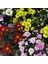 Karışık Renkli Splendour Brachycome Çiçeği Tohumu (200 Tohum) 1