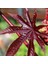 Kırmızı Kene (Castor Bean) Çiçeği Tohumu (5 Tohum) 1