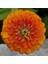 Super Yoga Elegans Orange Zinya Çiçeği Tohumu (40 Tohum) 1