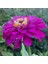 Dahlia Çiçekli Dream Rosy Lavender Zinya Çiçeği Tohumu (40 Tohum) 1