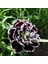 Dianthus Heddewigii Black White Karanfil Çiçeği Tohumu (100 Adet) 1