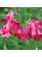 Kırmızı Renkli Penstemon Çiçeği Tohumu (50 Tohum) 1