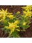 Solidago Çiçeği Tohumu (100 Tohum) 1