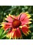Indian Blanket Gaillardia Gayret Çiçeği Tohumu (30 Adet) 1