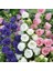 Calycanthema ‘cup & Saucer’ Campanula Karışık Çan Çiçeği Tohumu (100 Tohum) 1