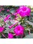 Rose Love Akşam Sefası Çiçeği Tohumu (20 Tohum) 1