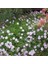 White Splendour Brachycome Çiçeği Tohumu (200 Tohum) 1