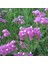 Limonium Sinuatum Deep Rose Deniz Lavantası Tohumu (30 Tohum) 1